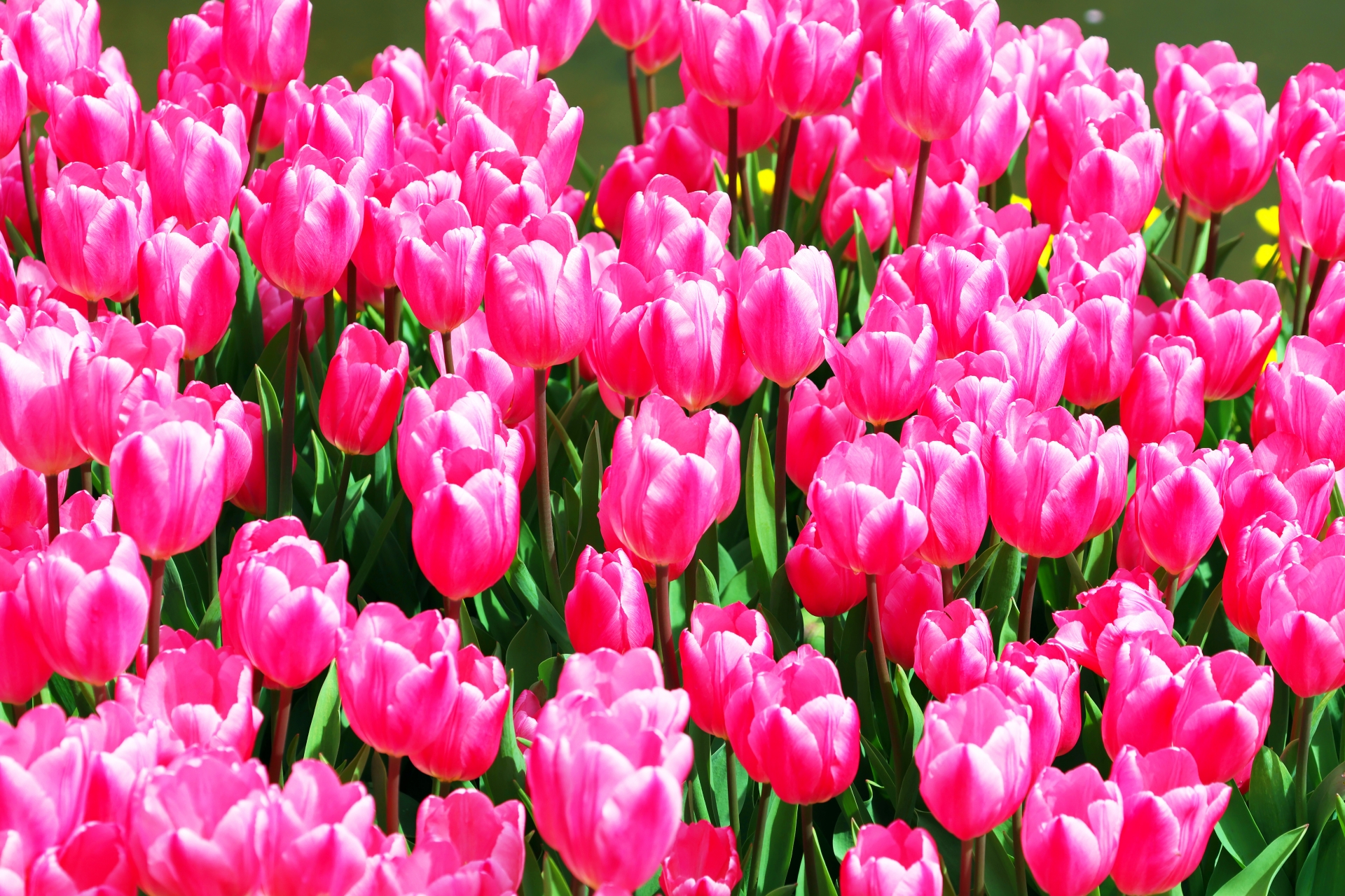 綺麗なチューリップ畑