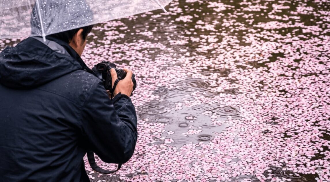 雨の日、水面に広がる美しい桜の花筏（はないかだ）と波紋を、カメラで撮影する日本人フォトグラファーの後ろ姿。しっとりとした雨の日の桜の魅力を捉えた一枚。